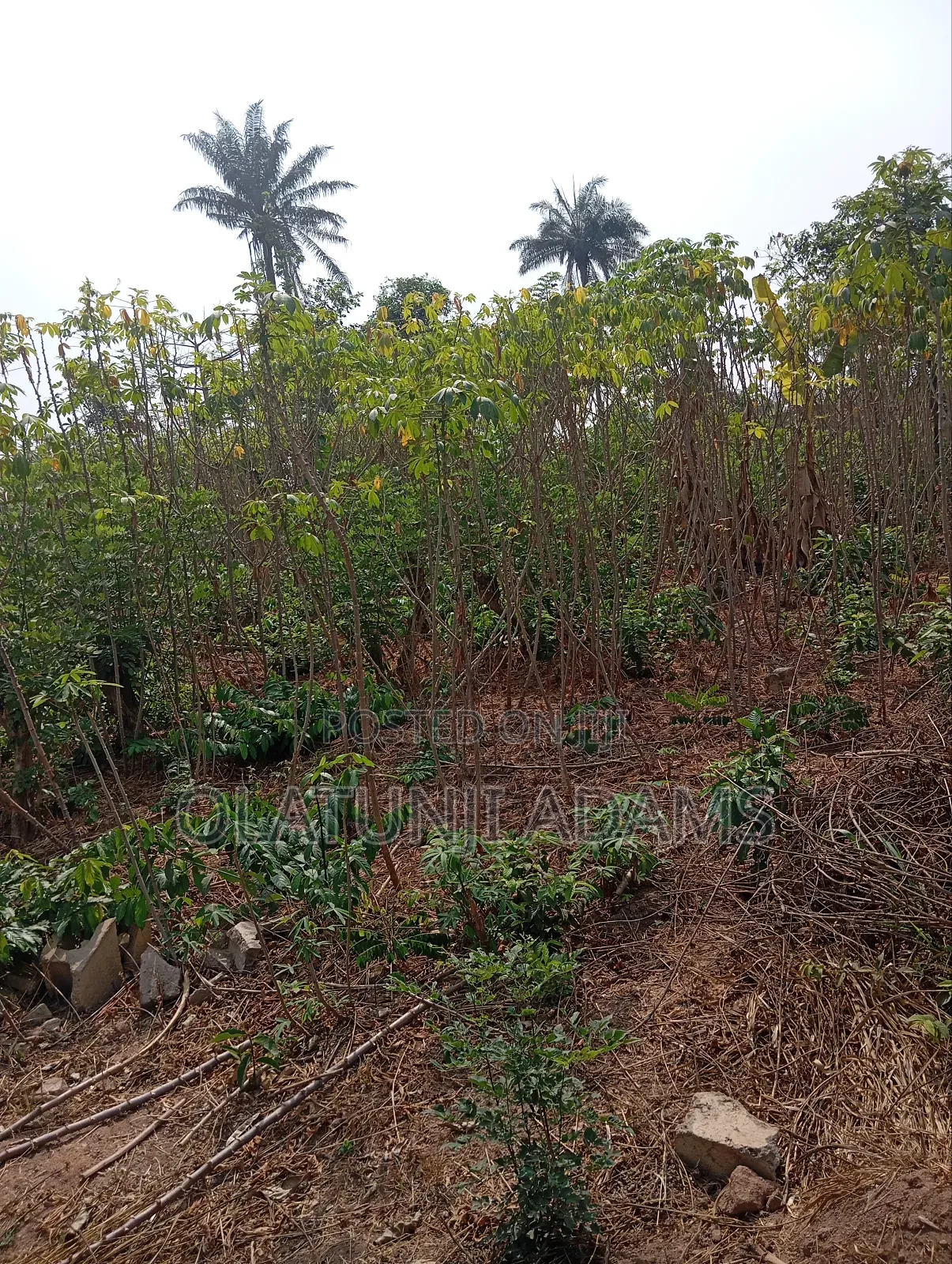 300acres of Farmland at Igbajo Town