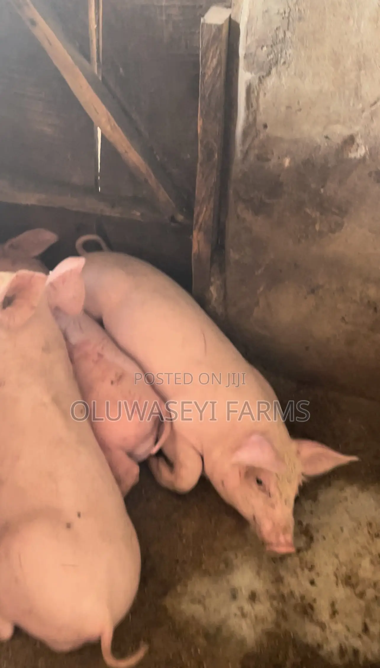 Pure Tn Weaners With Average Weight of 17kg