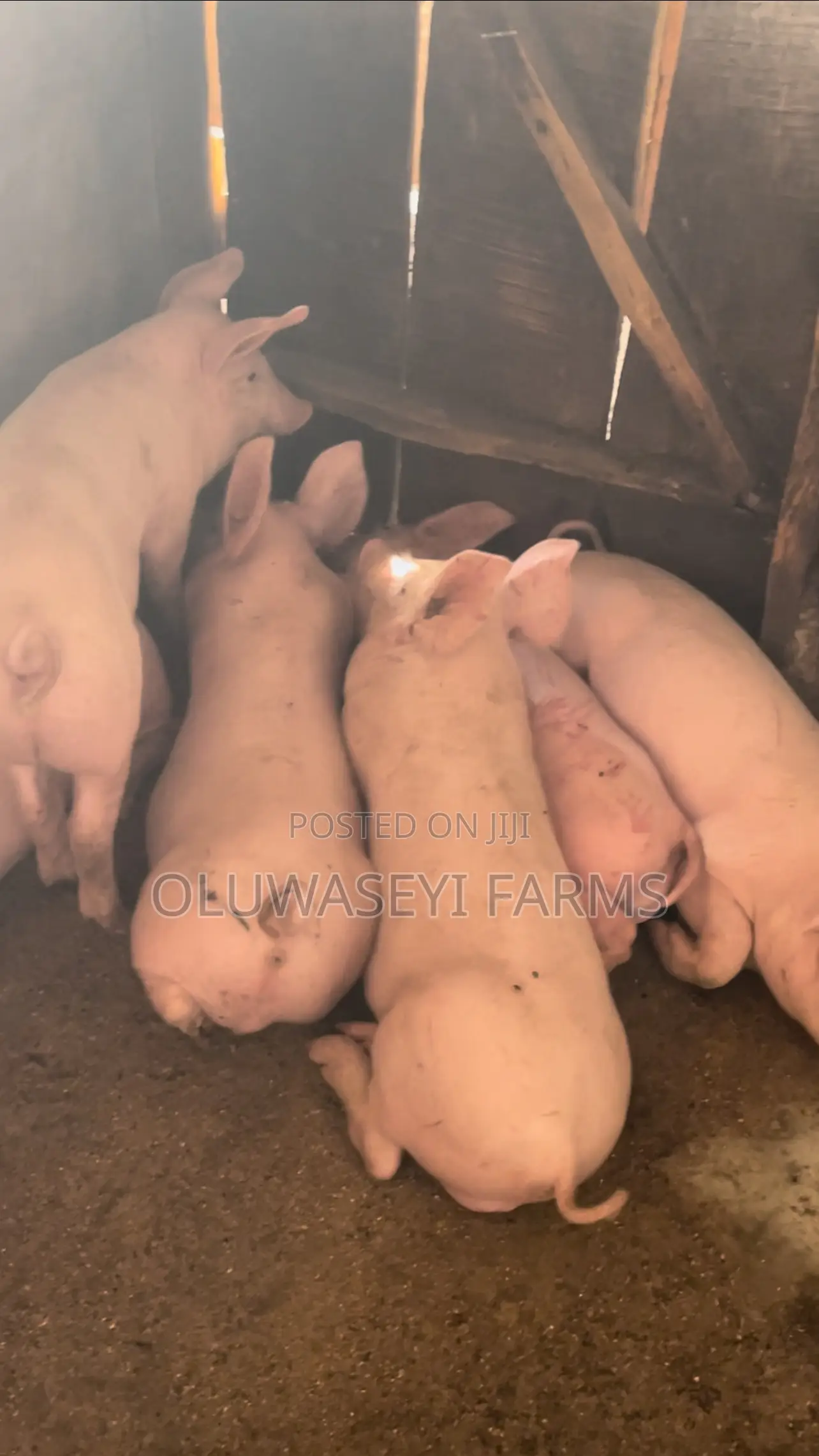 Pure Tn Weaners With Average Weight of 17kg