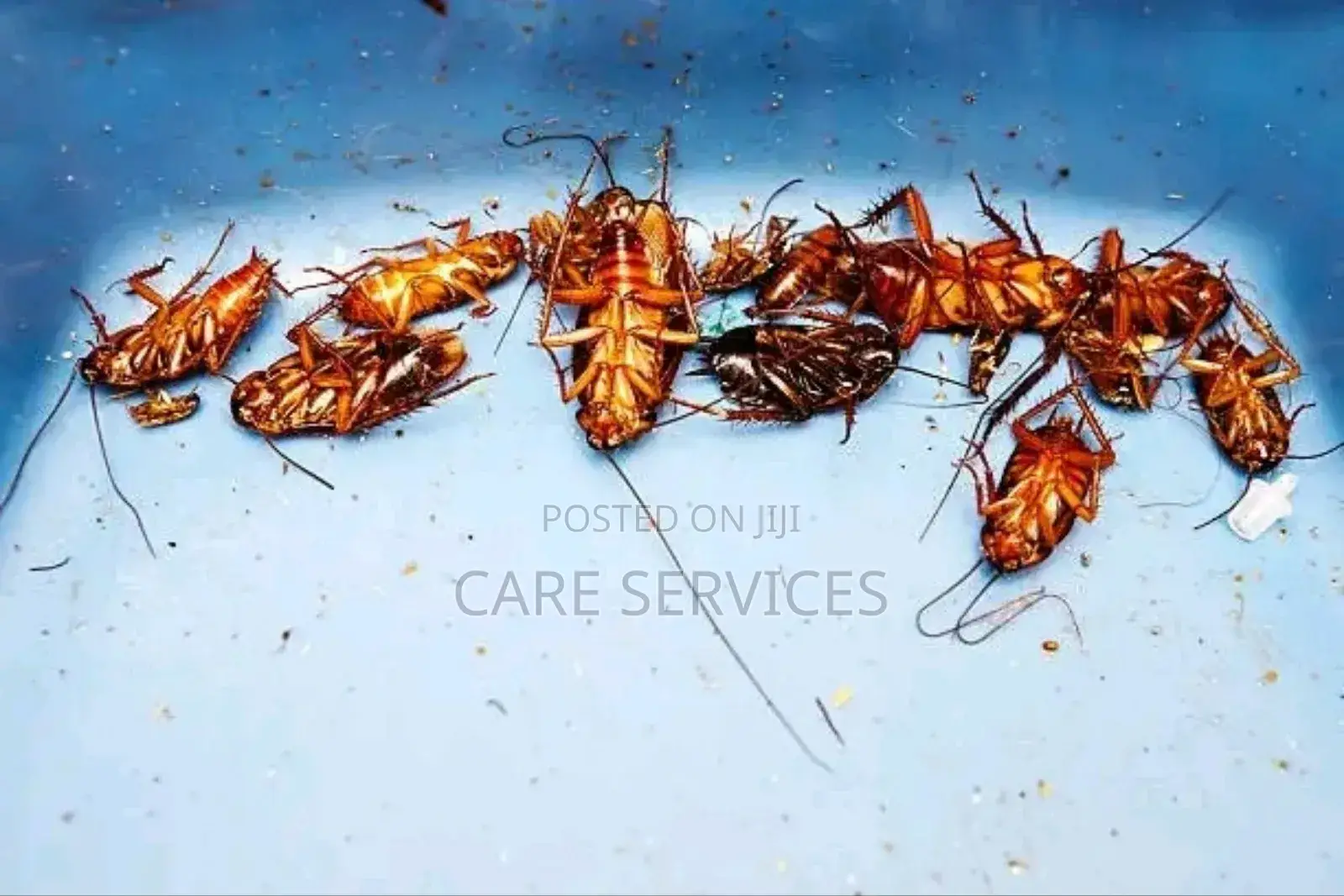 Let Give You a Pest-Free Home