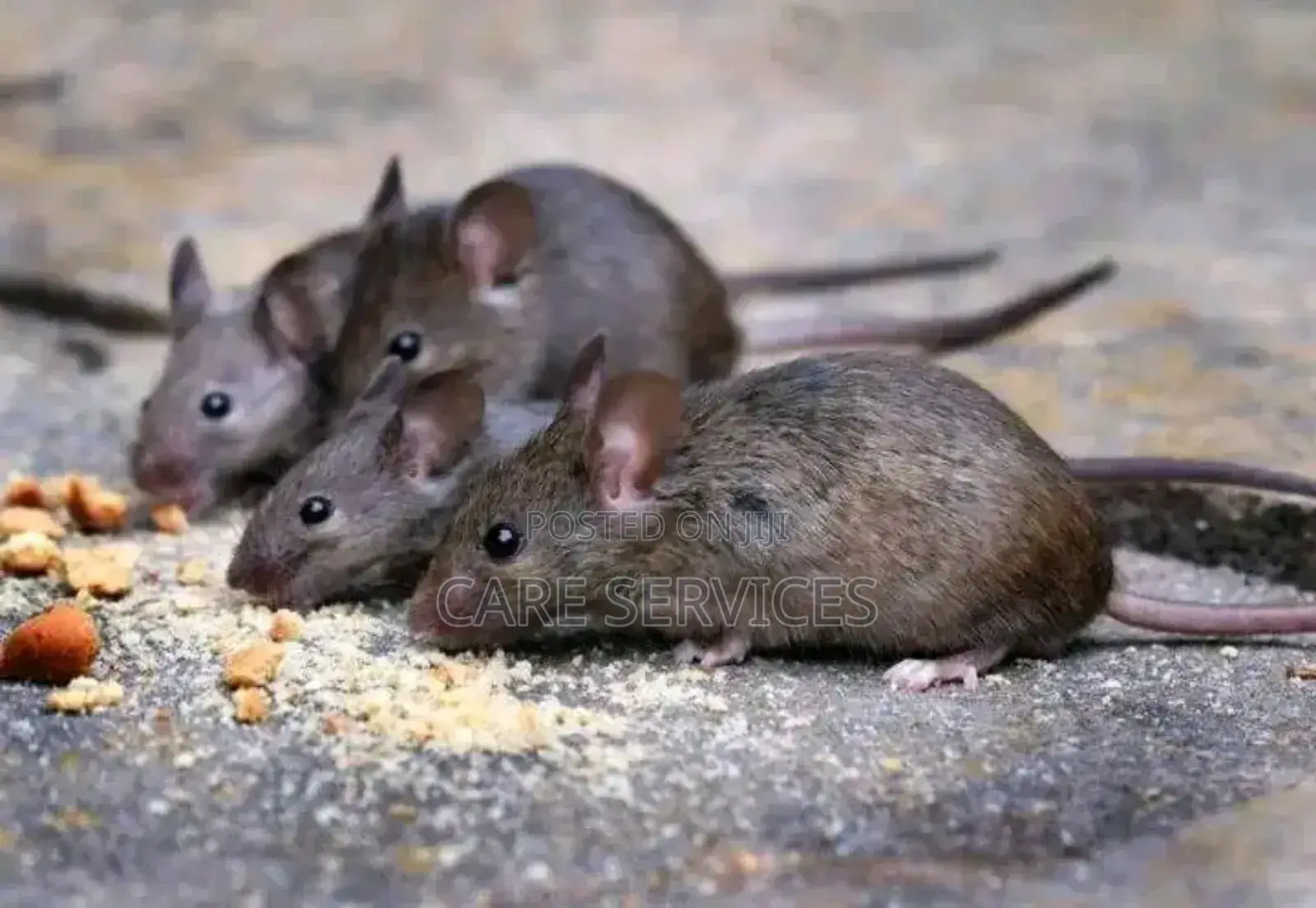 Let Give You a Pest-Free Home