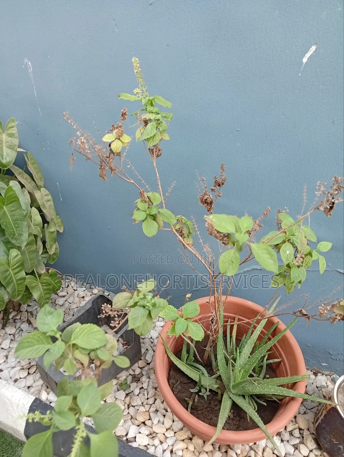 Transform Your Outdoor Spaces With Beautiful Live Plants and Flowering