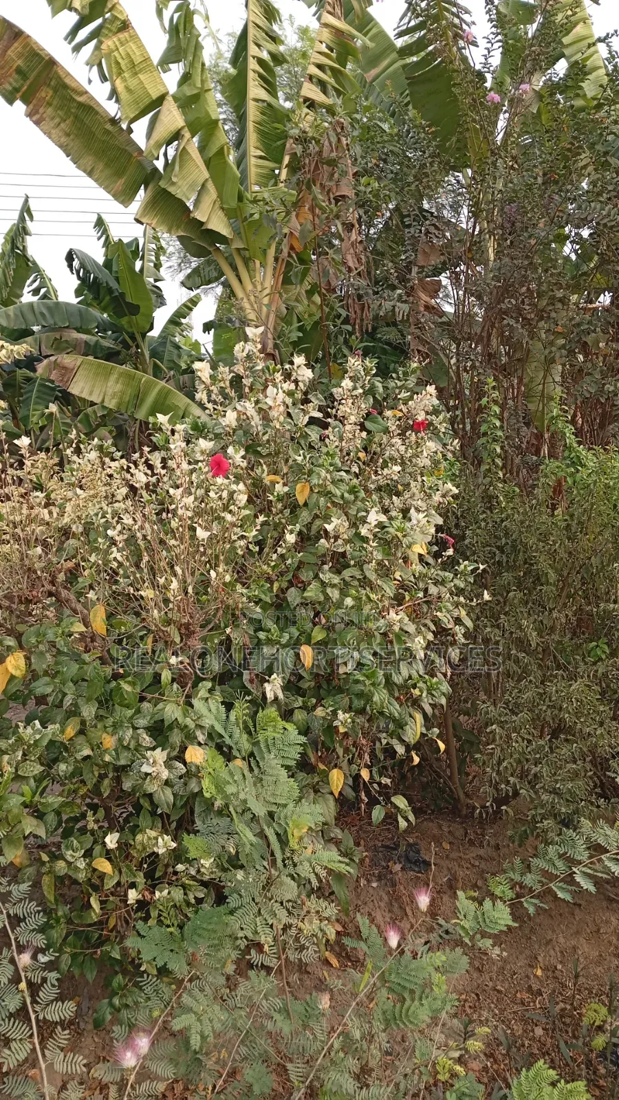 Landscape Plant to Create Habitable Aesthetic Look for Buildings