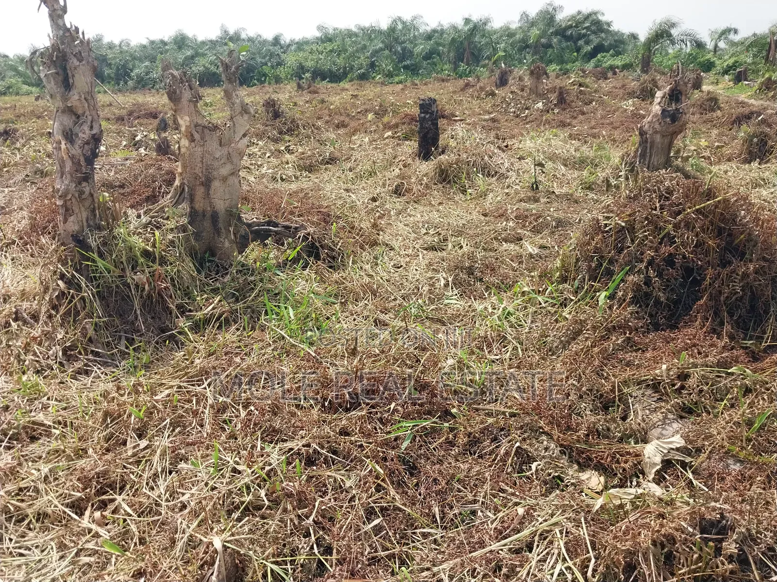 300square Meter Half Plot Ijegun Festac Link