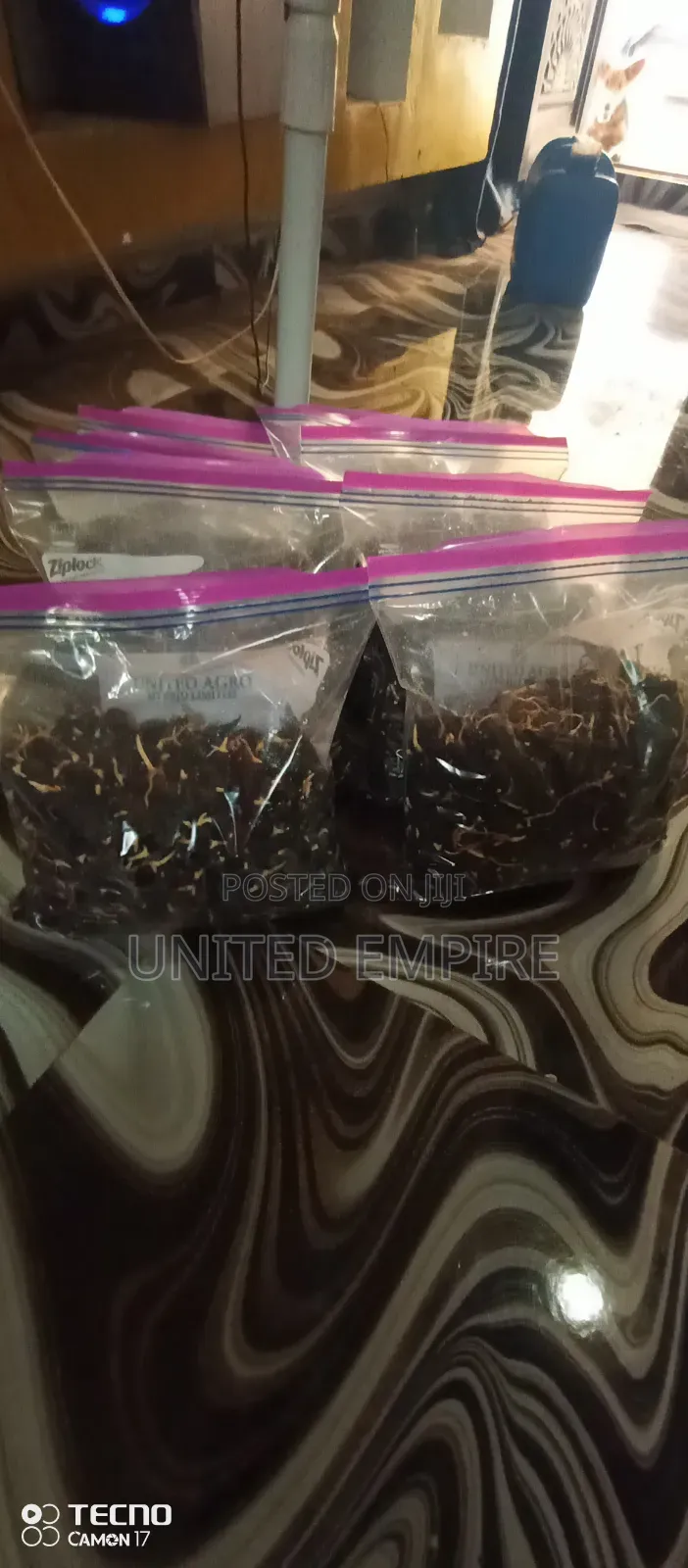 Hybrid Quality Oil Palm Seedlings