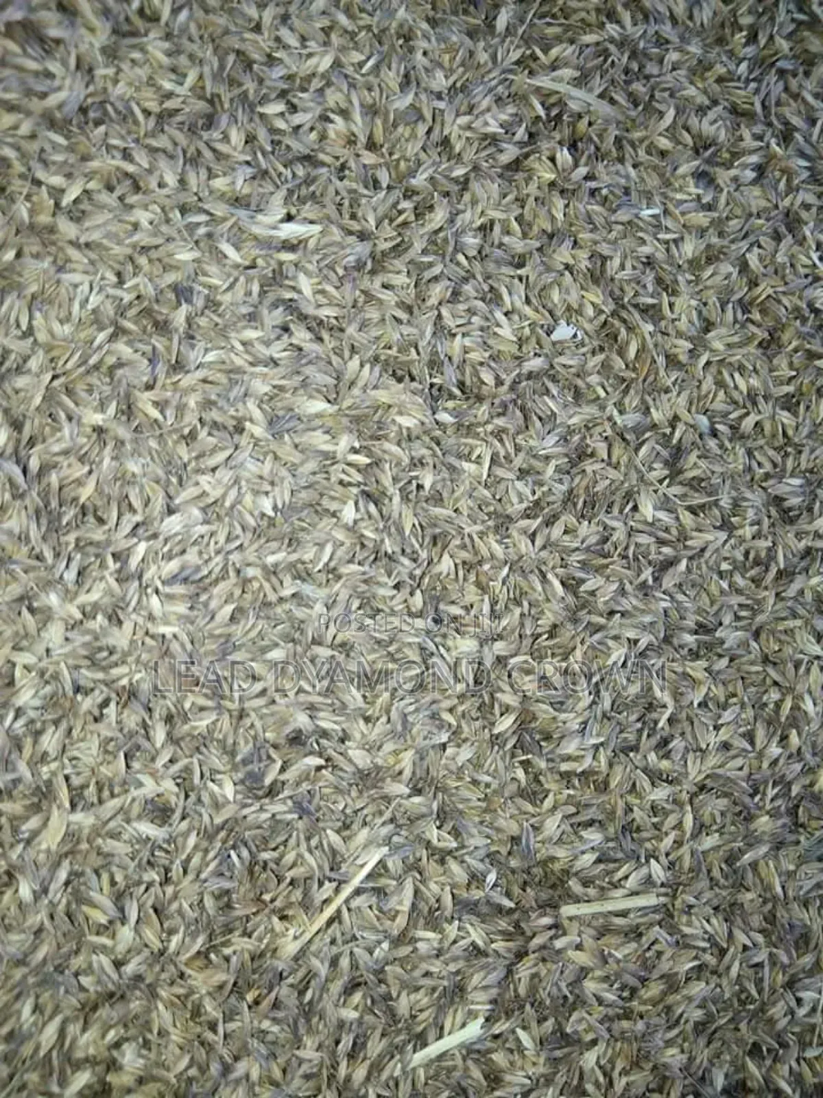 Chloris Gayana (Rhodes Grass)