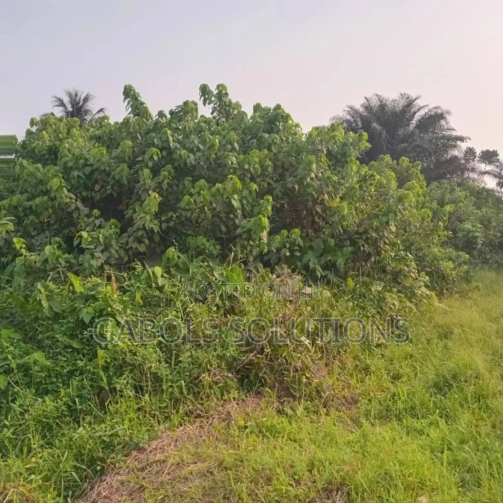 9 Plots of Land Facing Express in Bogije. Title: Consent