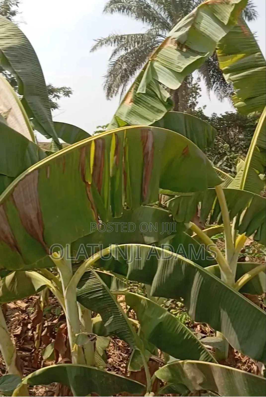 30acres Farmland Off Ila Orangun Road Aragba Igbajo