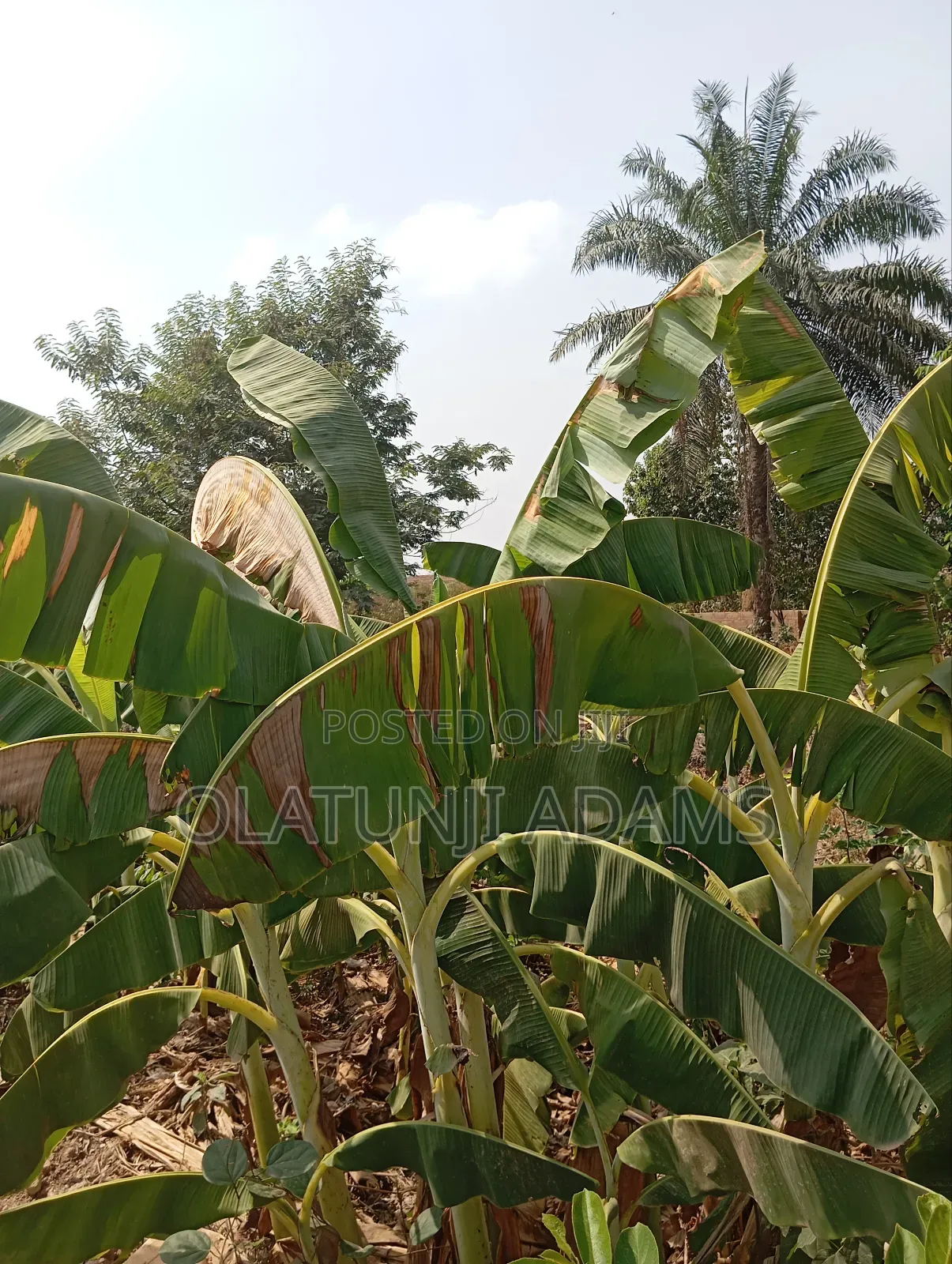 30acres Farmland Off Ila Orangun Road Aragba Igbajo