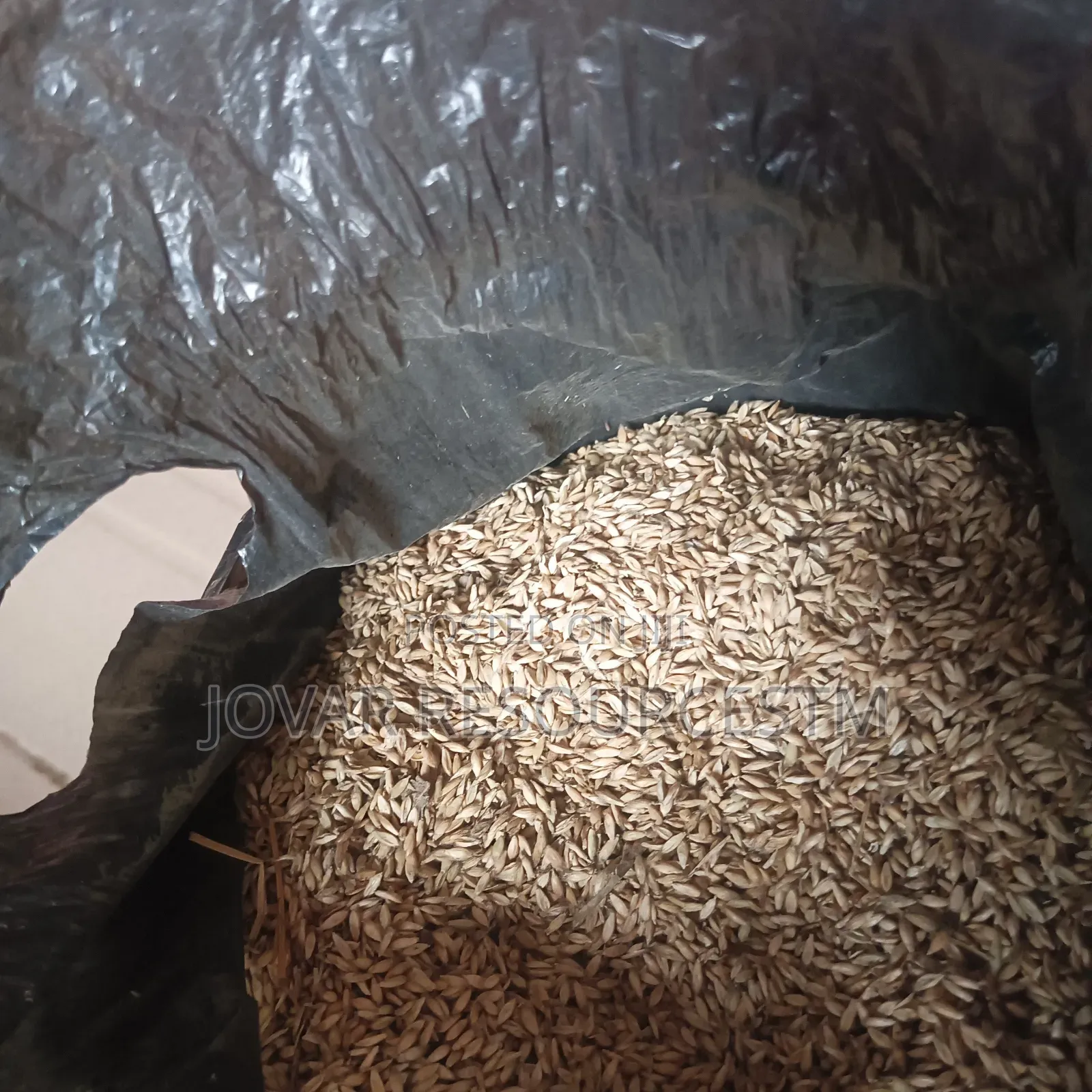 Best Viable Alfalfa Seeds Per Kg (Super Breed)