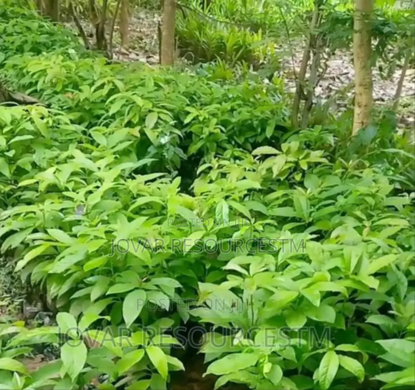 Best Udara/ Agbalumo/ African Cherry (Star Apple) Seedling