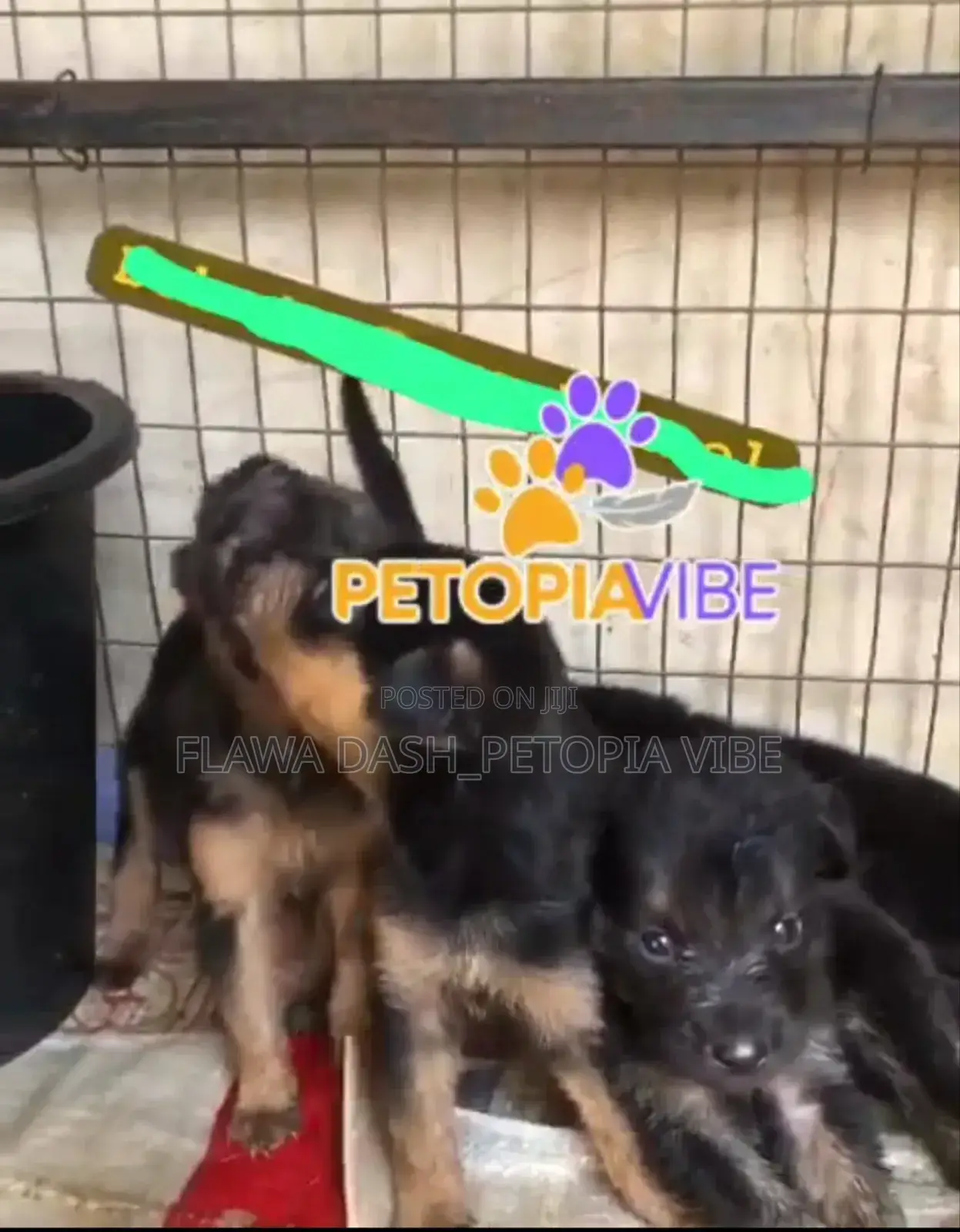 3-6 months Female Purebred German Shepherd
