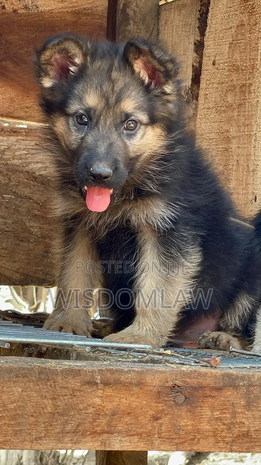1-3 months Male Purebred German Shepherd