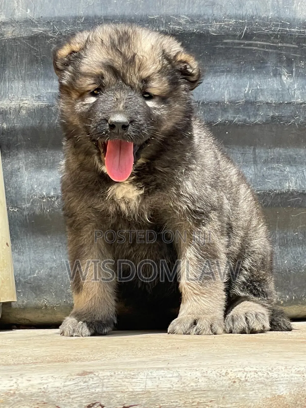 1-3 months Female Purebred Caucasian Shepherd