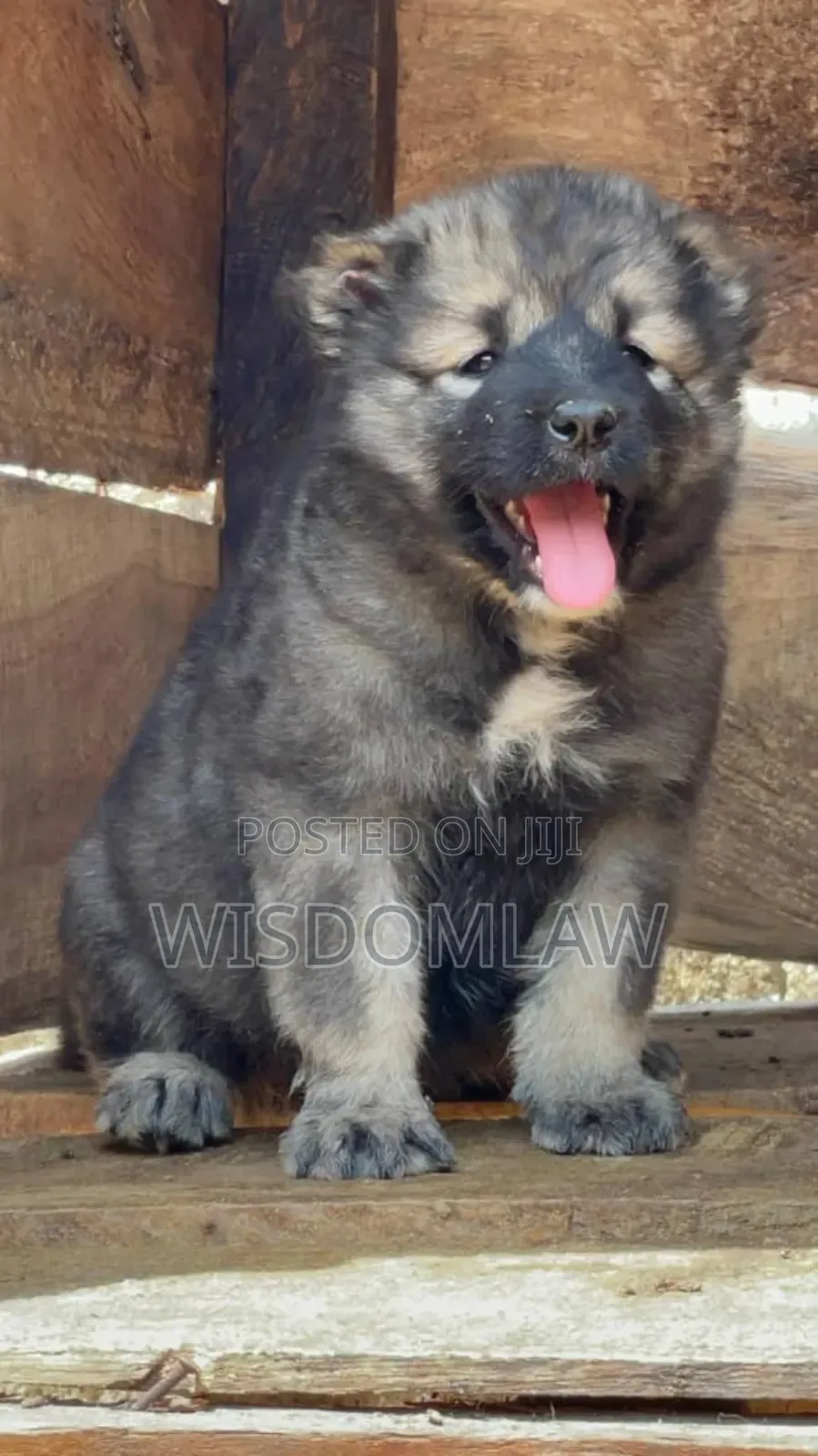 1-3 months Male Purebred Caucasian Shepherd