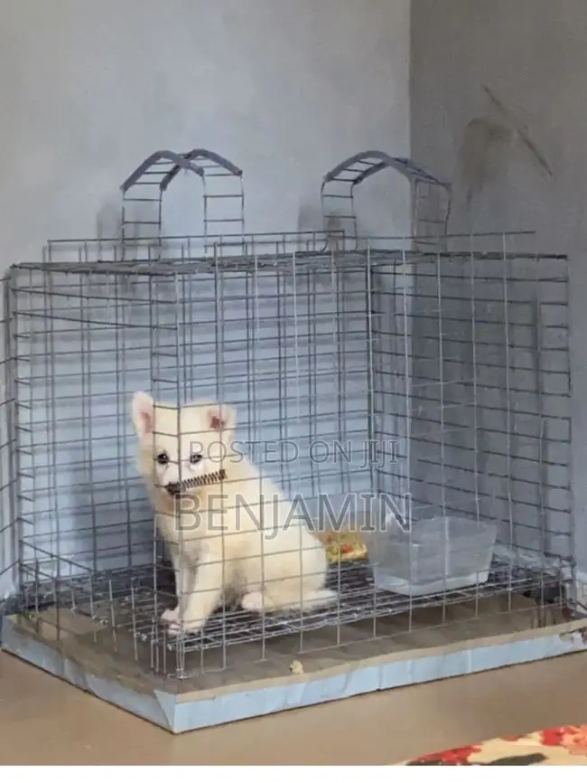 Non Collapsible Small Dog Cage