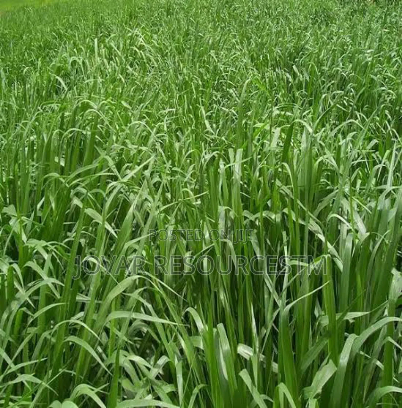 Best Viable Alfalfa Seeds Per Kg (Super Breed)