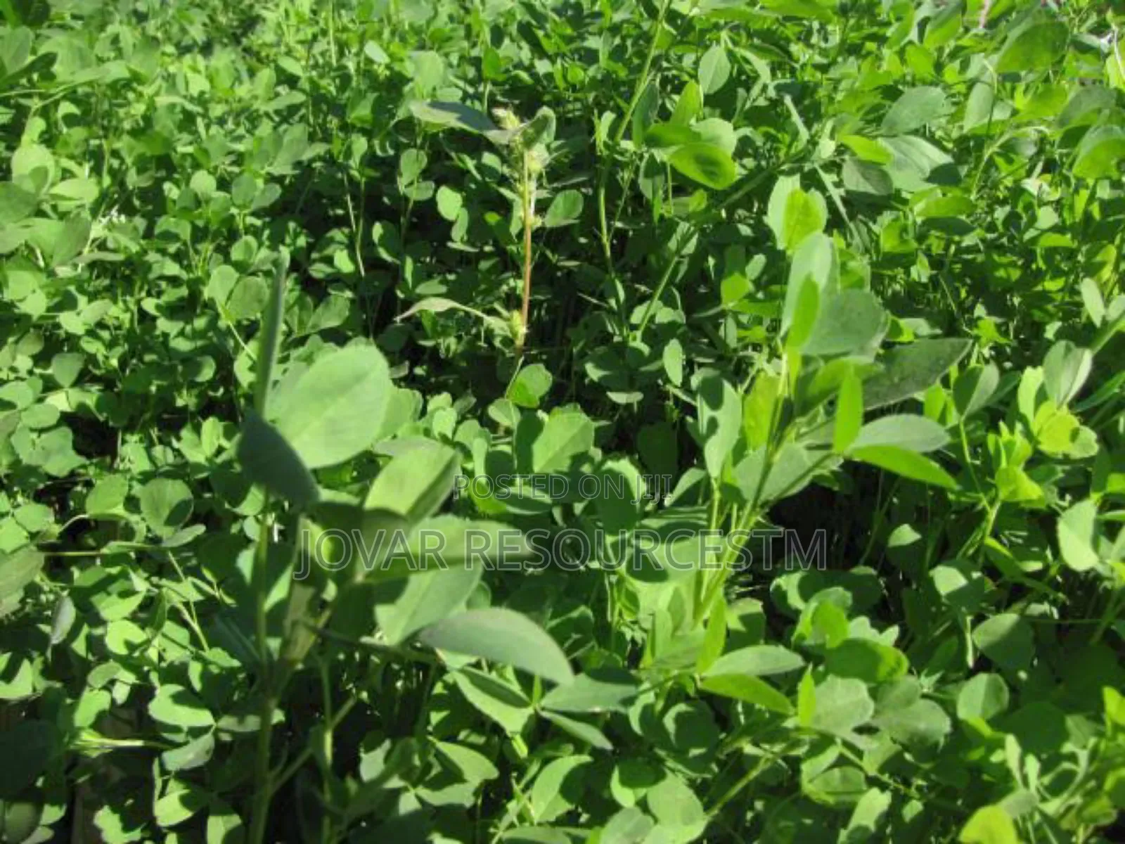 Best Viable Alfalfa Seeds Per Kg (Super Breed)