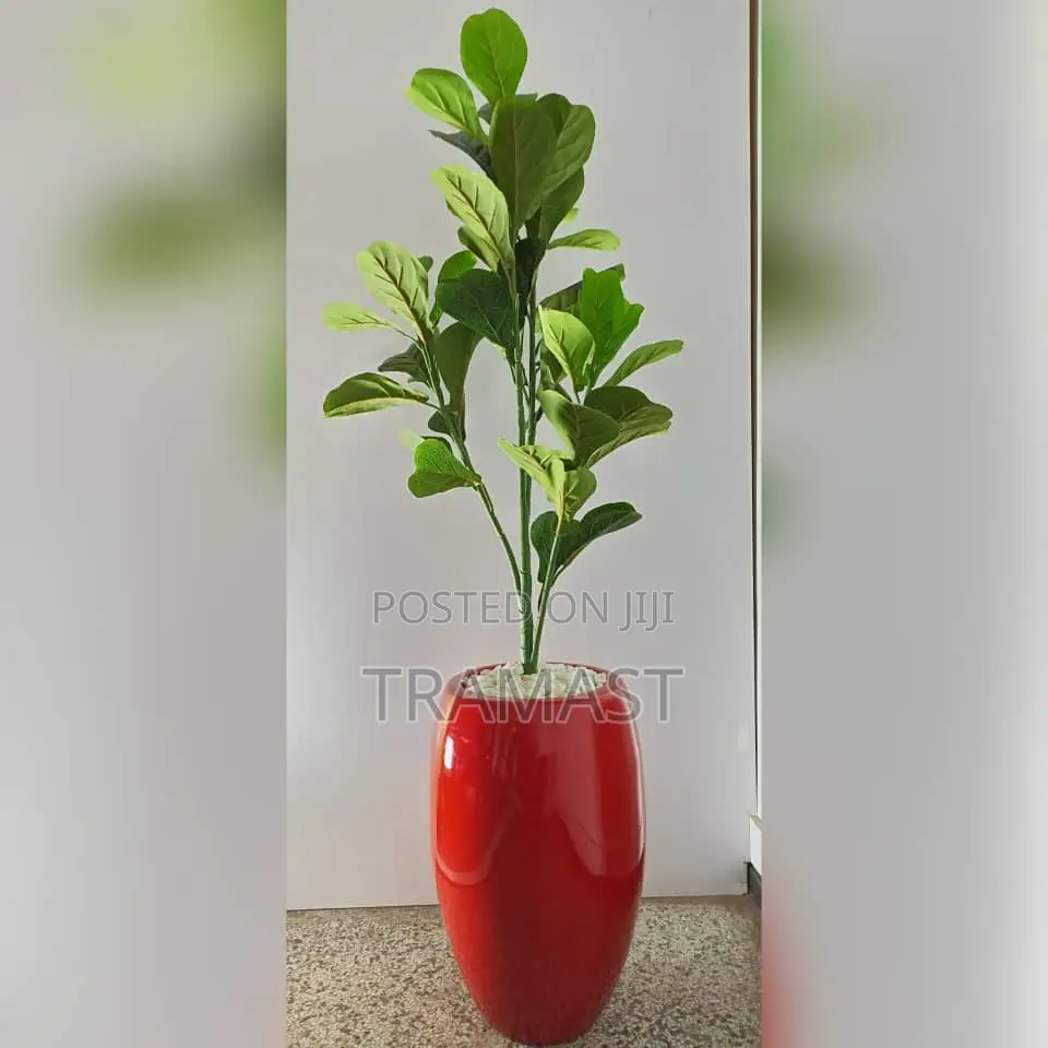 Fiddle Leaves Potted Plant |180cm Height With Fiberglass Pot