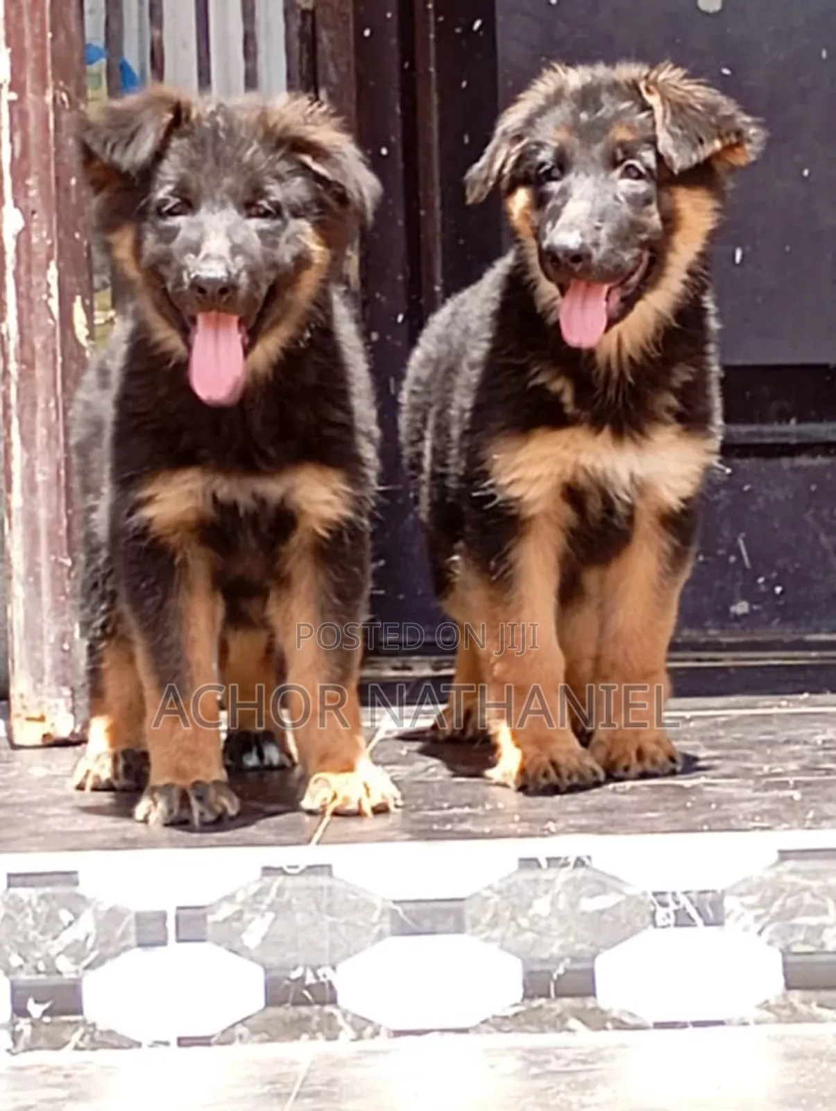 1-3 months Male Purebred German Shepherd