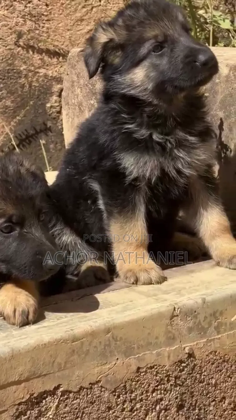 1-3 months Female Purebred German Shepherd