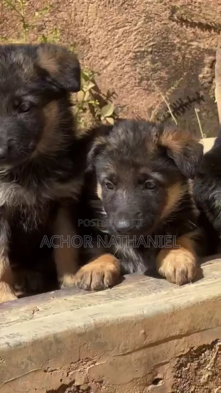 1-3 months Female Purebred German Shepherd