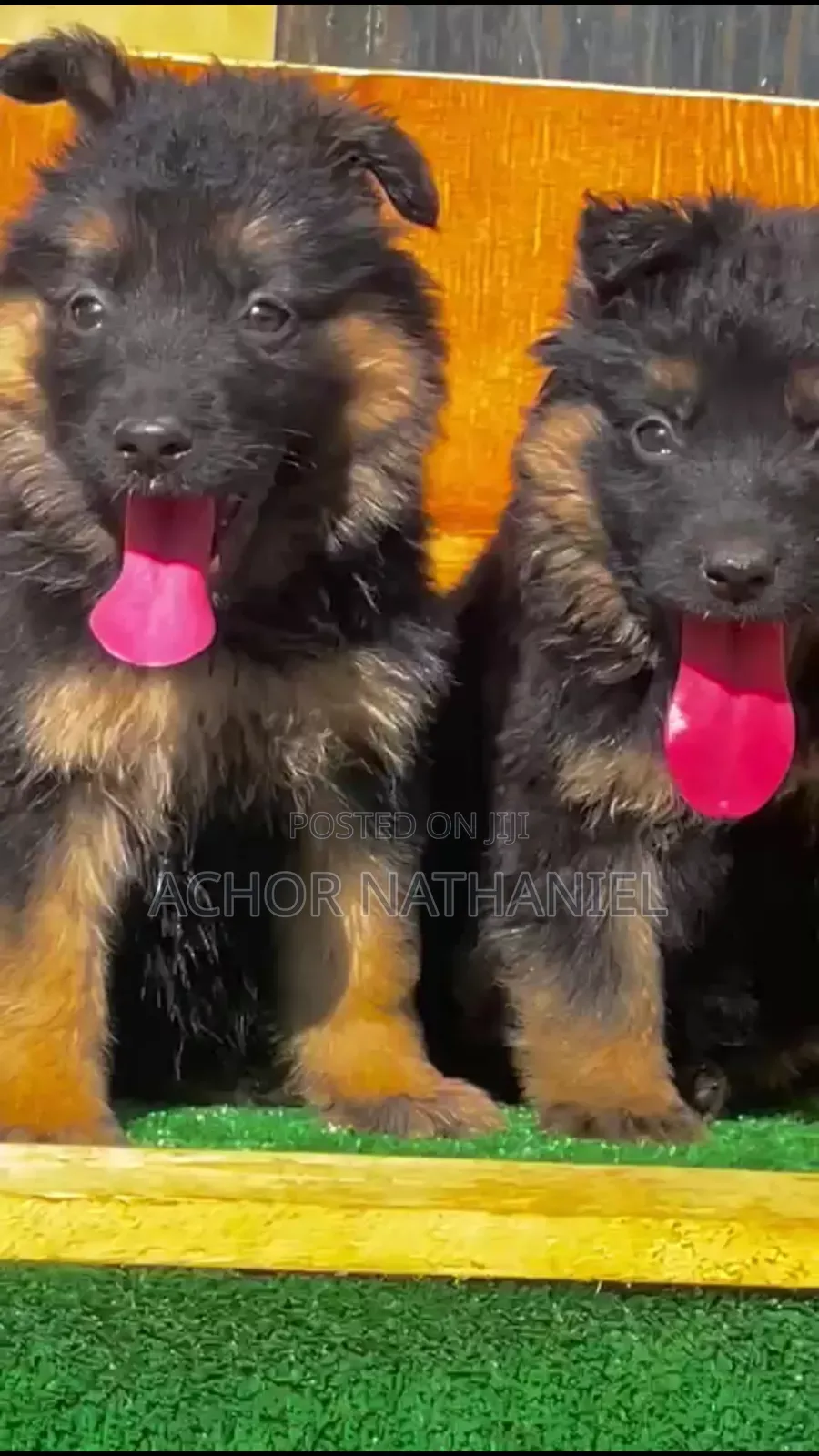 1-3 months Female Purebred German Shepherd
