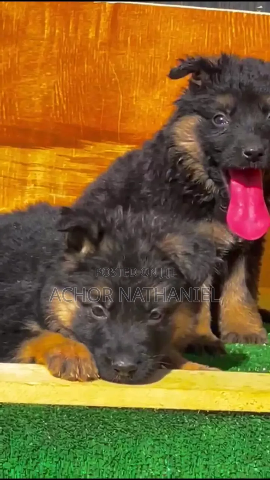 1-3 months Female Purebred German Shepherd