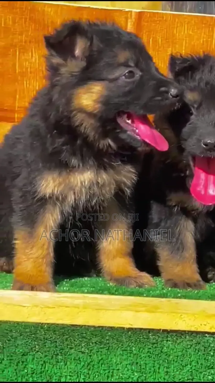 1-3 months Female Purebred German Shepherd