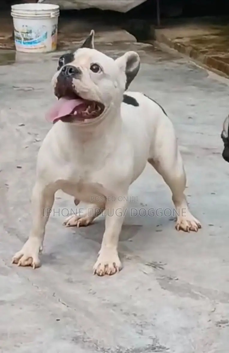 3-6 months Male Purebred American Pit Bull Terrier