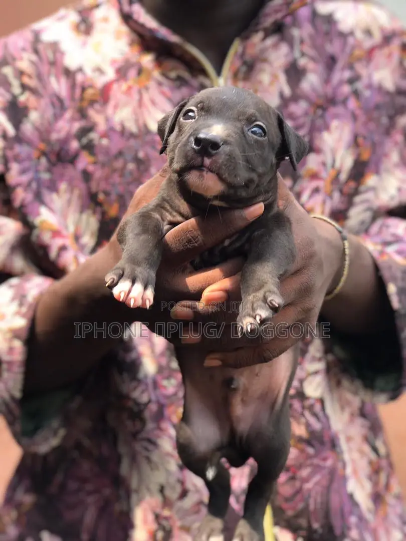 3-6 months Male Purebred American Pit Bull Terrier