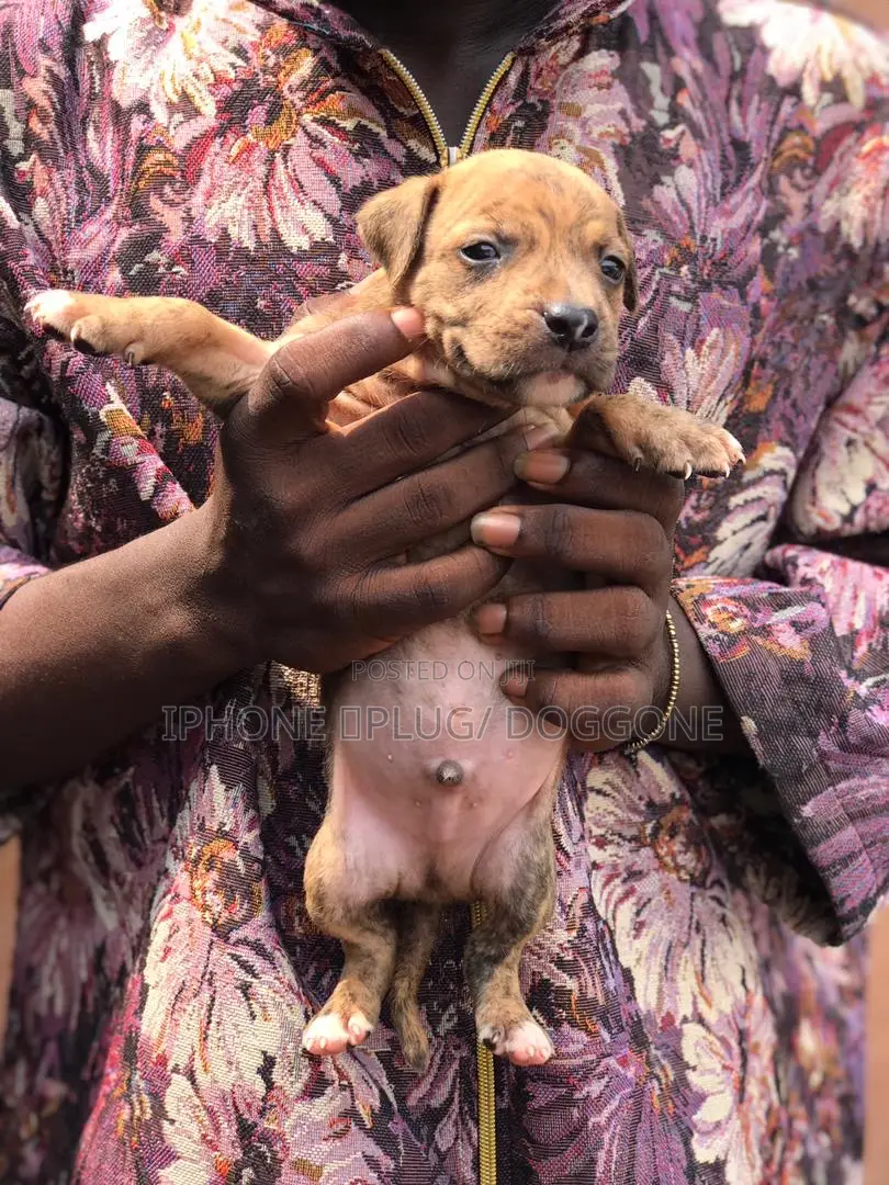 3-6 months Male Purebred American Pit Bull Terrier