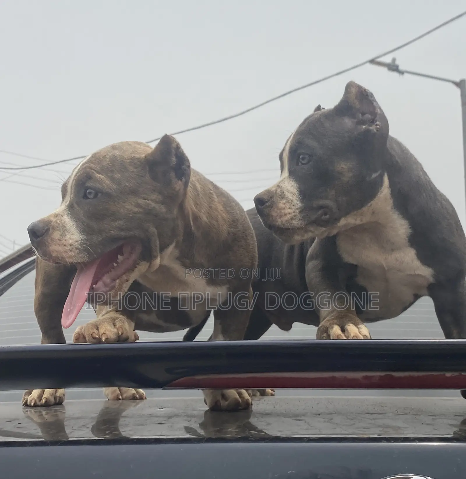 1-3 months Male Purebred American Bully