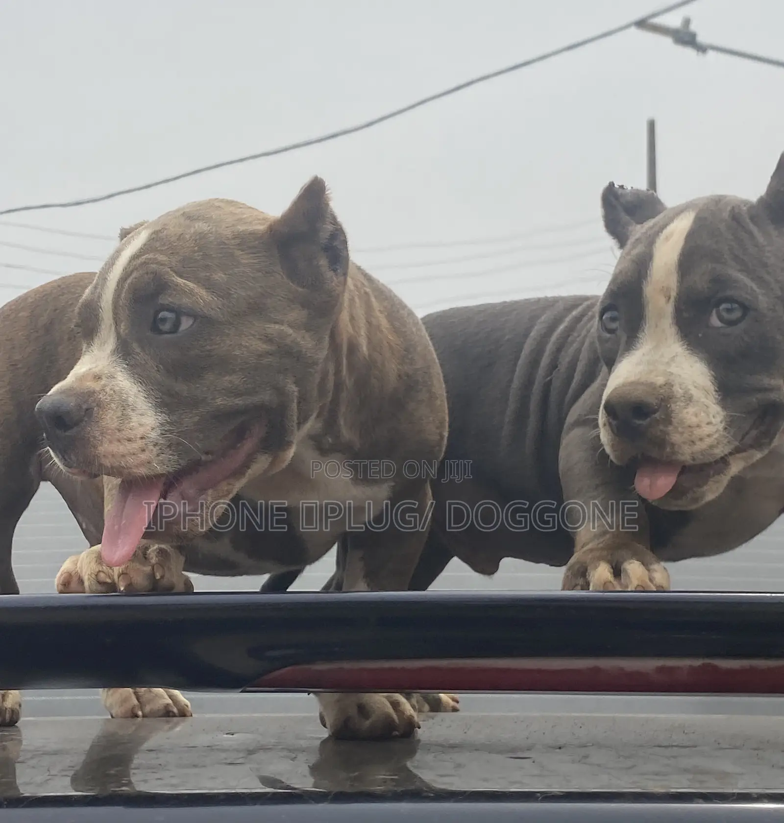 1-3 months Male Purebred American Bully