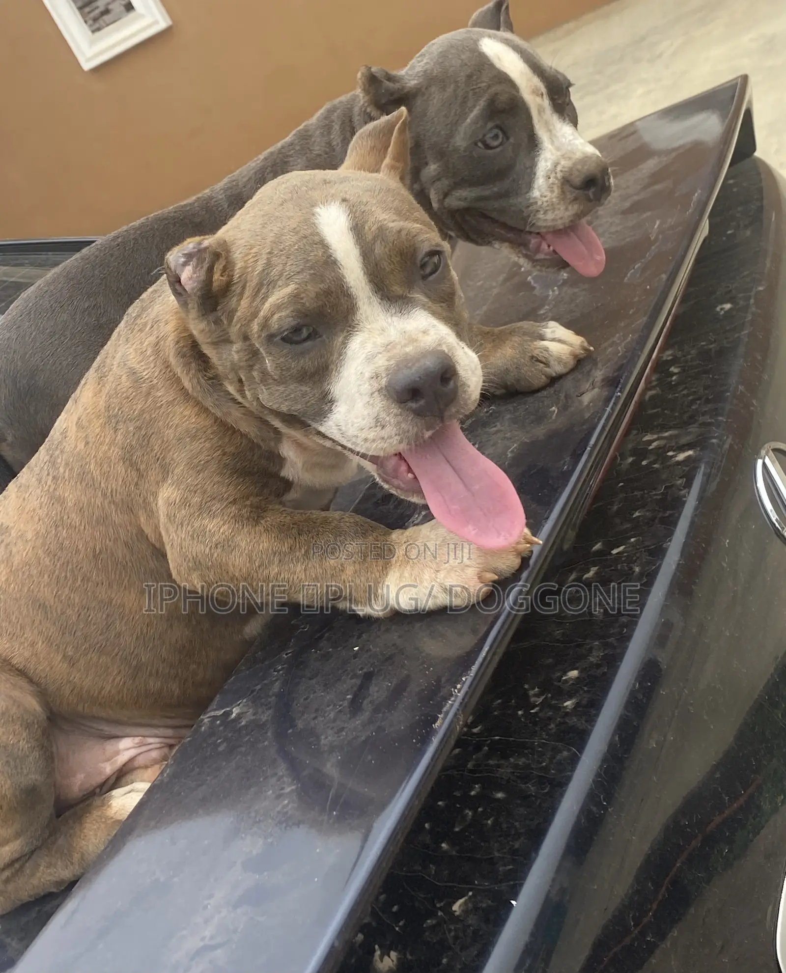 1-3 months Male Purebred American Bully