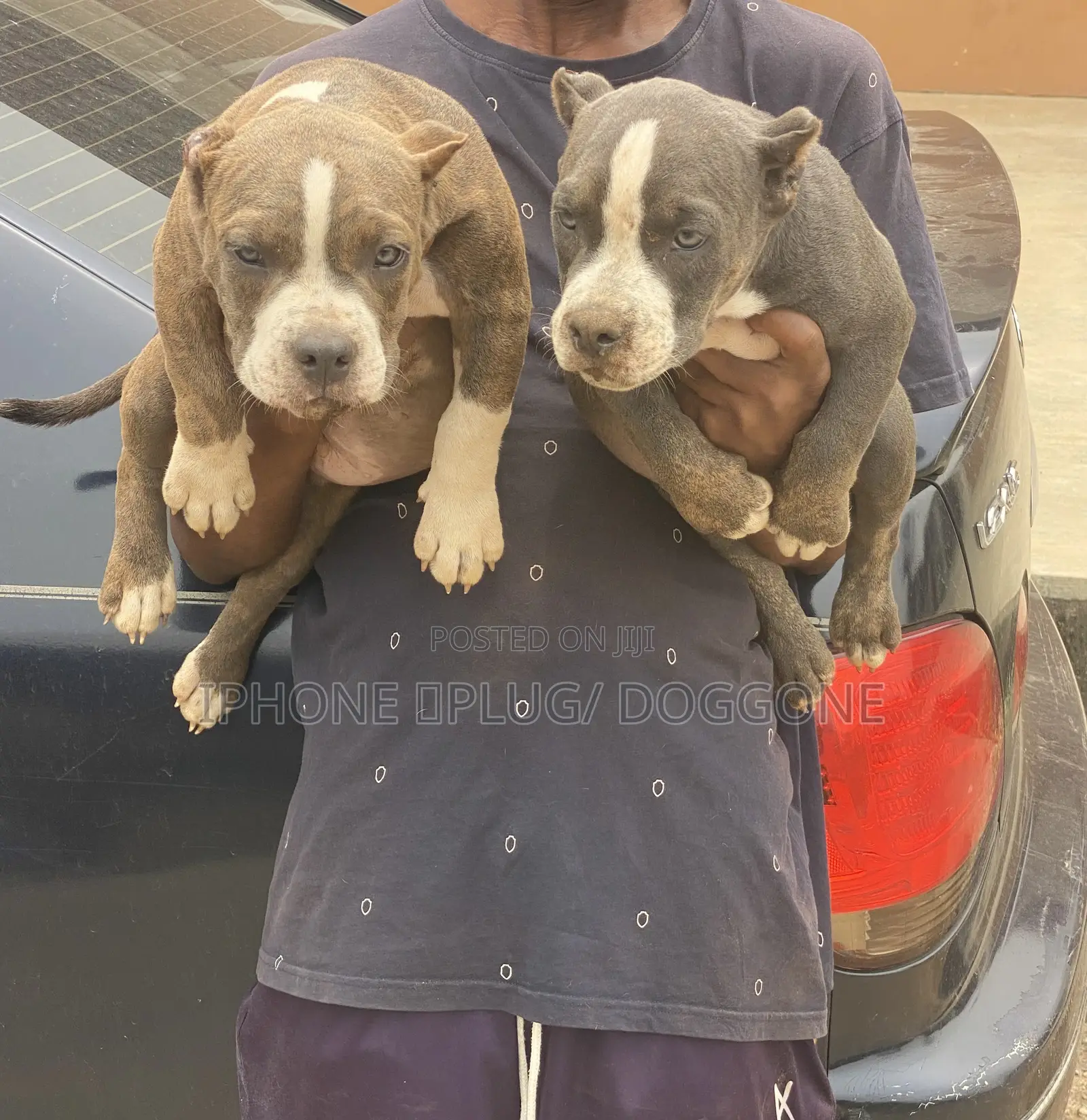 1-3 months Male Purebred American Bully