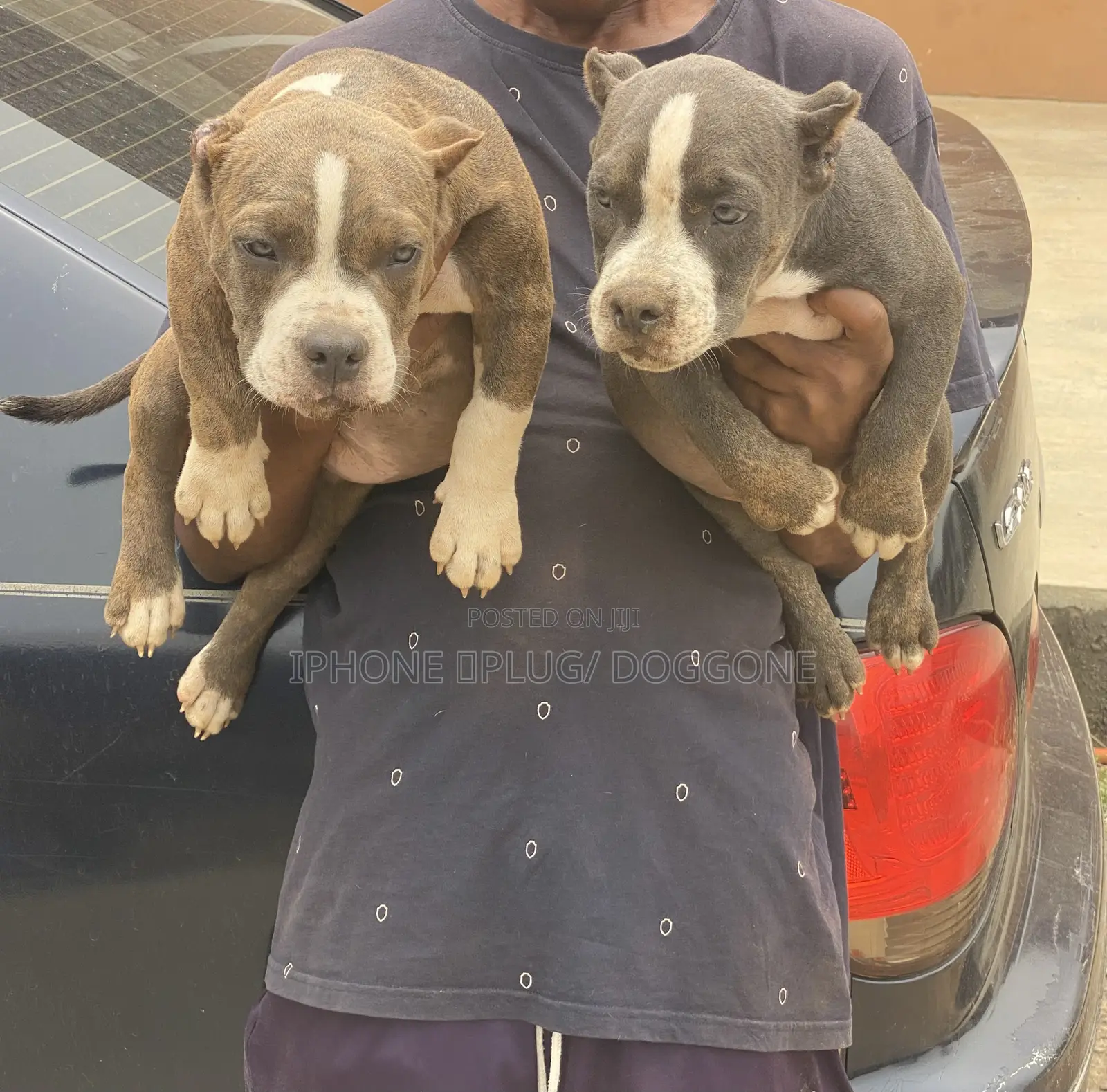 3-6 months Female Purebred American Bully