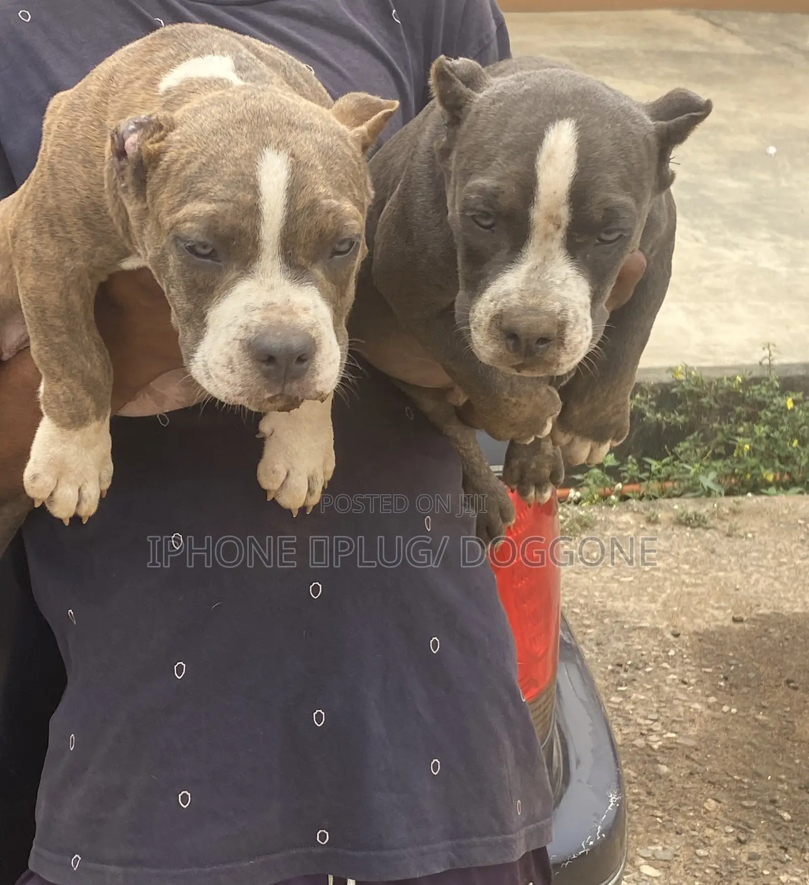 3-6 months Female Purebred American Bully
