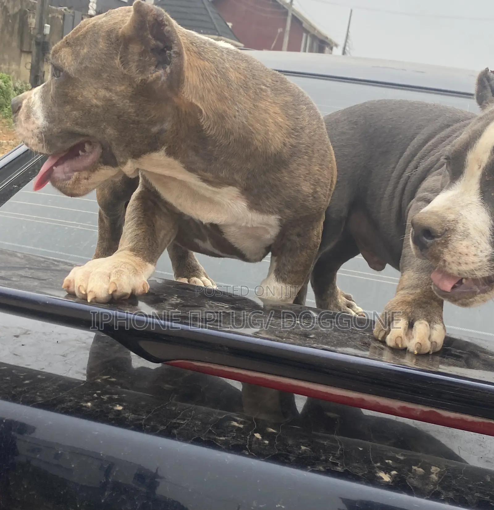 3-6 months Female Purebred American Bully