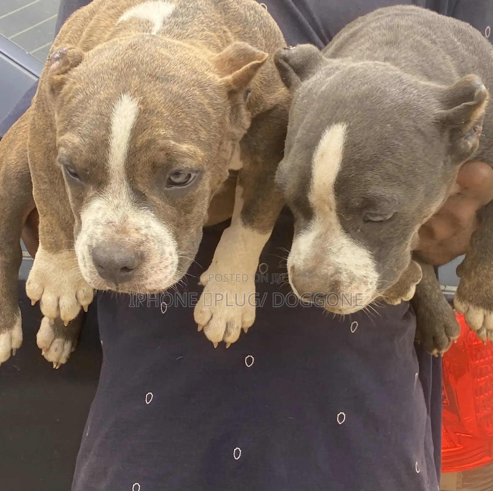 3-6 months Female Purebred American Bully