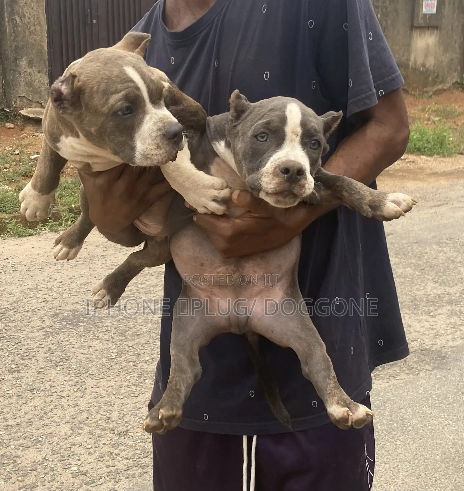 3-6 months Female Purebred American Bully