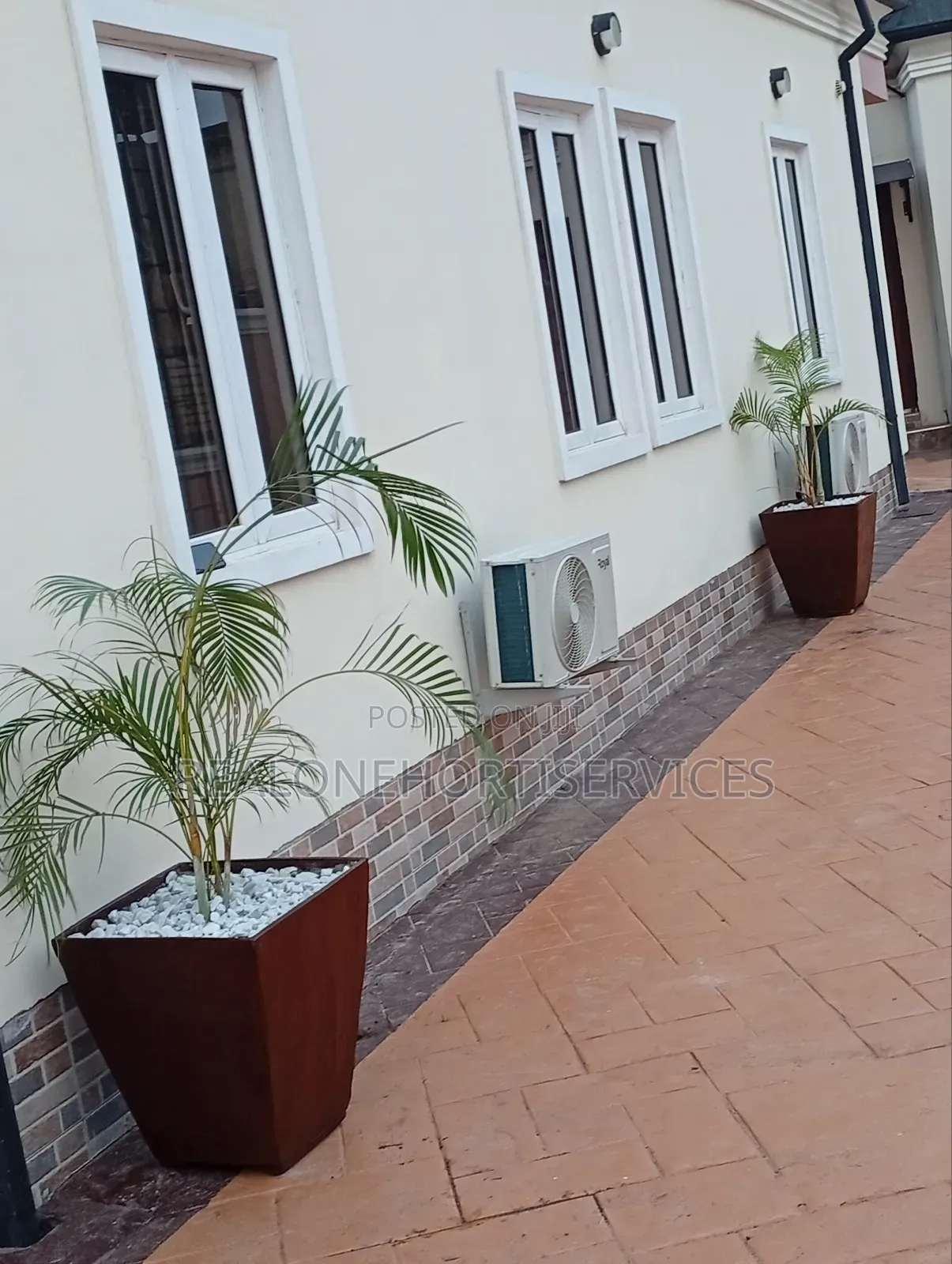 Tropical Oasis in a Concrete Pot! Golden Palms