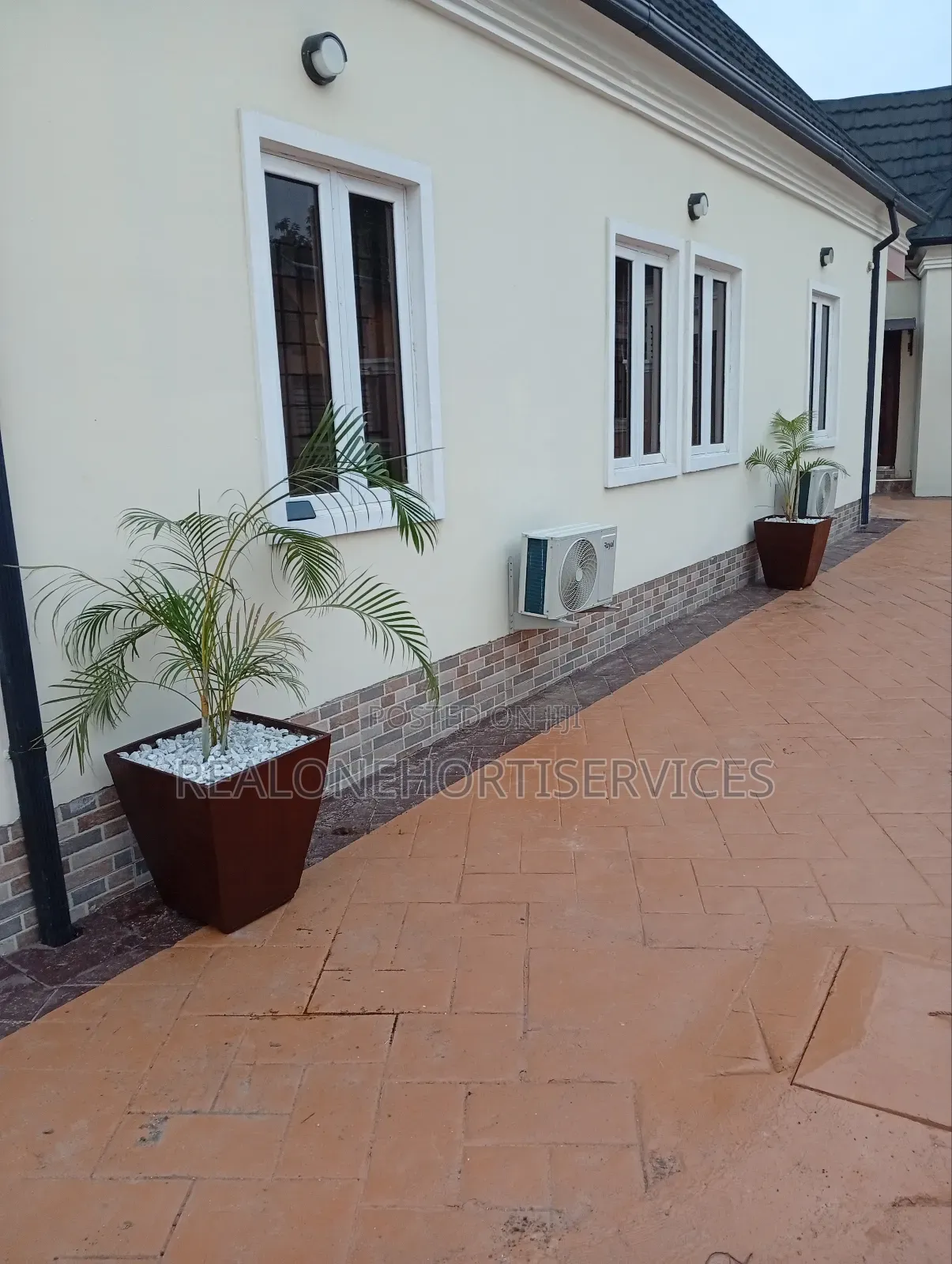 Tropical Oasis in a Concrete Pot! Golden Palms
