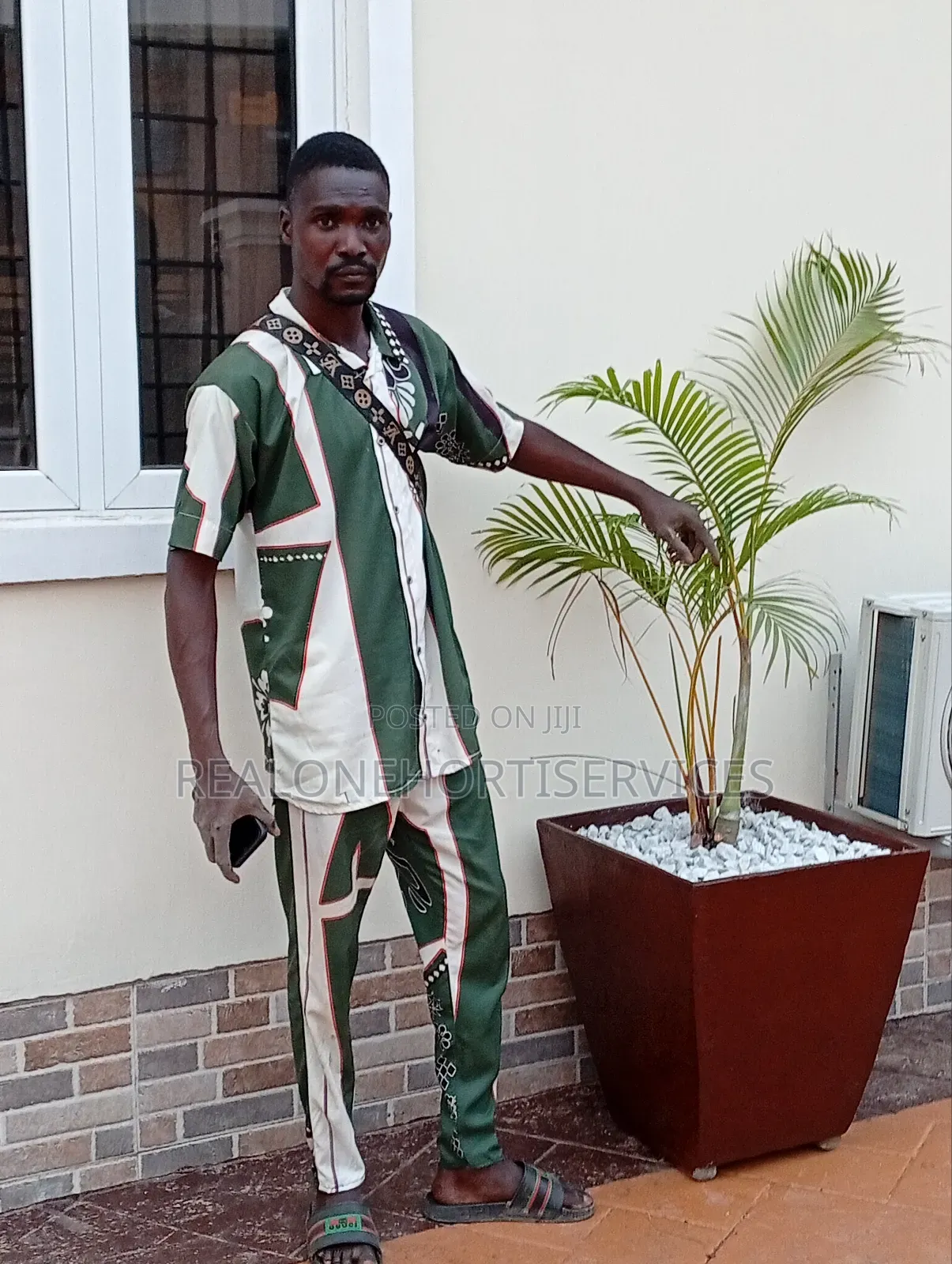 Tropical Oasis in a Concrete Pot! Golden Palms