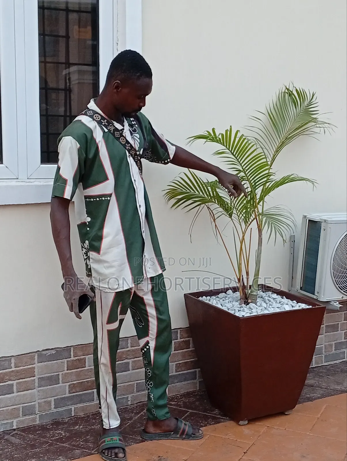 Tropical Oasis in a Concrete Pot! Golden Palms