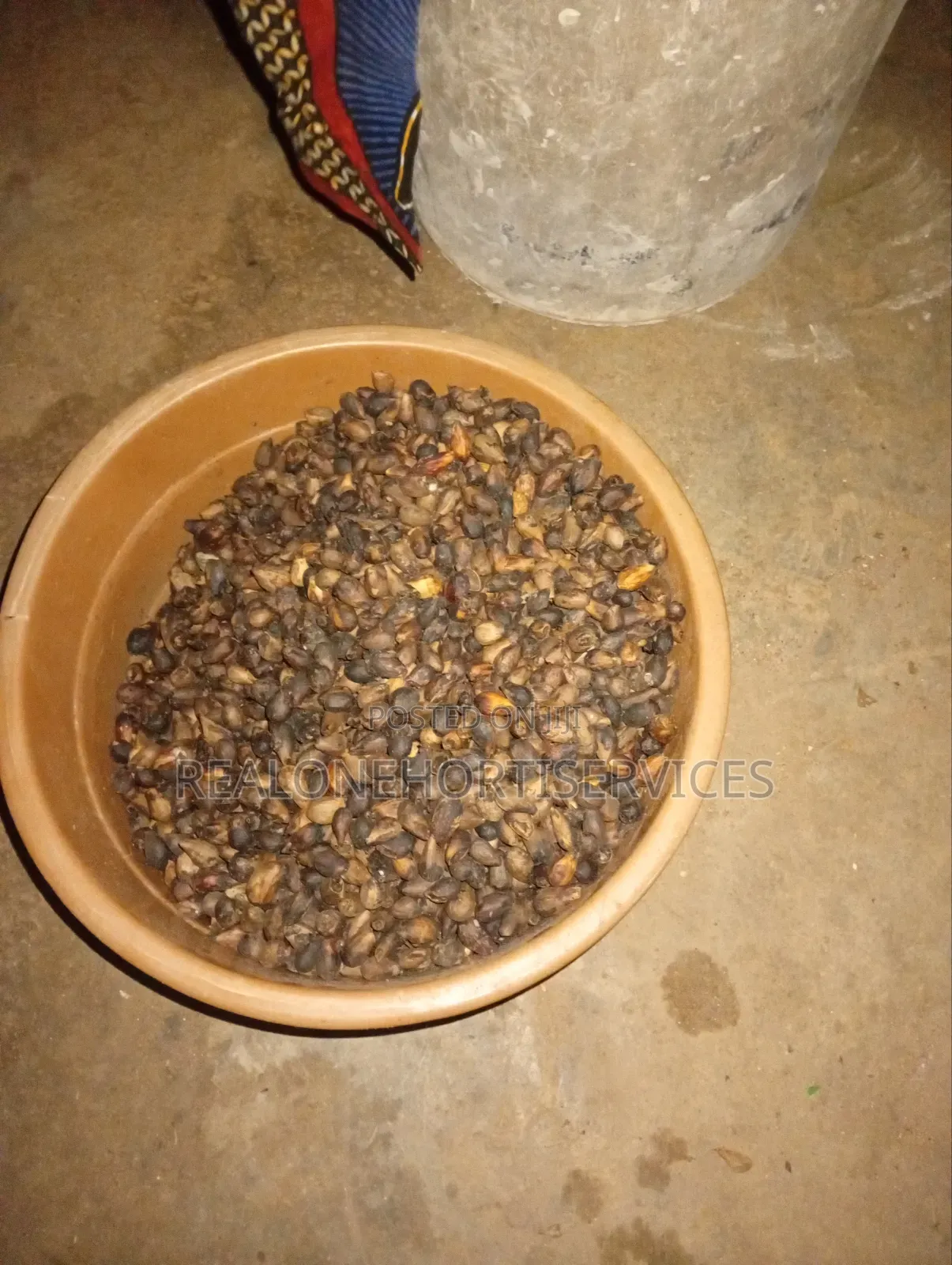 Grow Your Own Gmelina Trees With Our Ready-to-Plant Depulp Seeds!