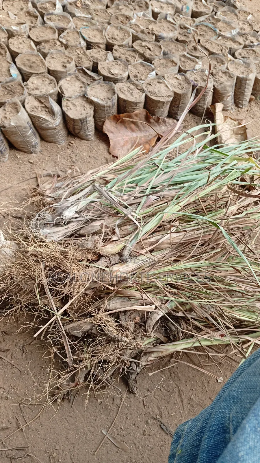 Buy, Plant Grow Your Own Lemon Grass With Our Viable Seedling
