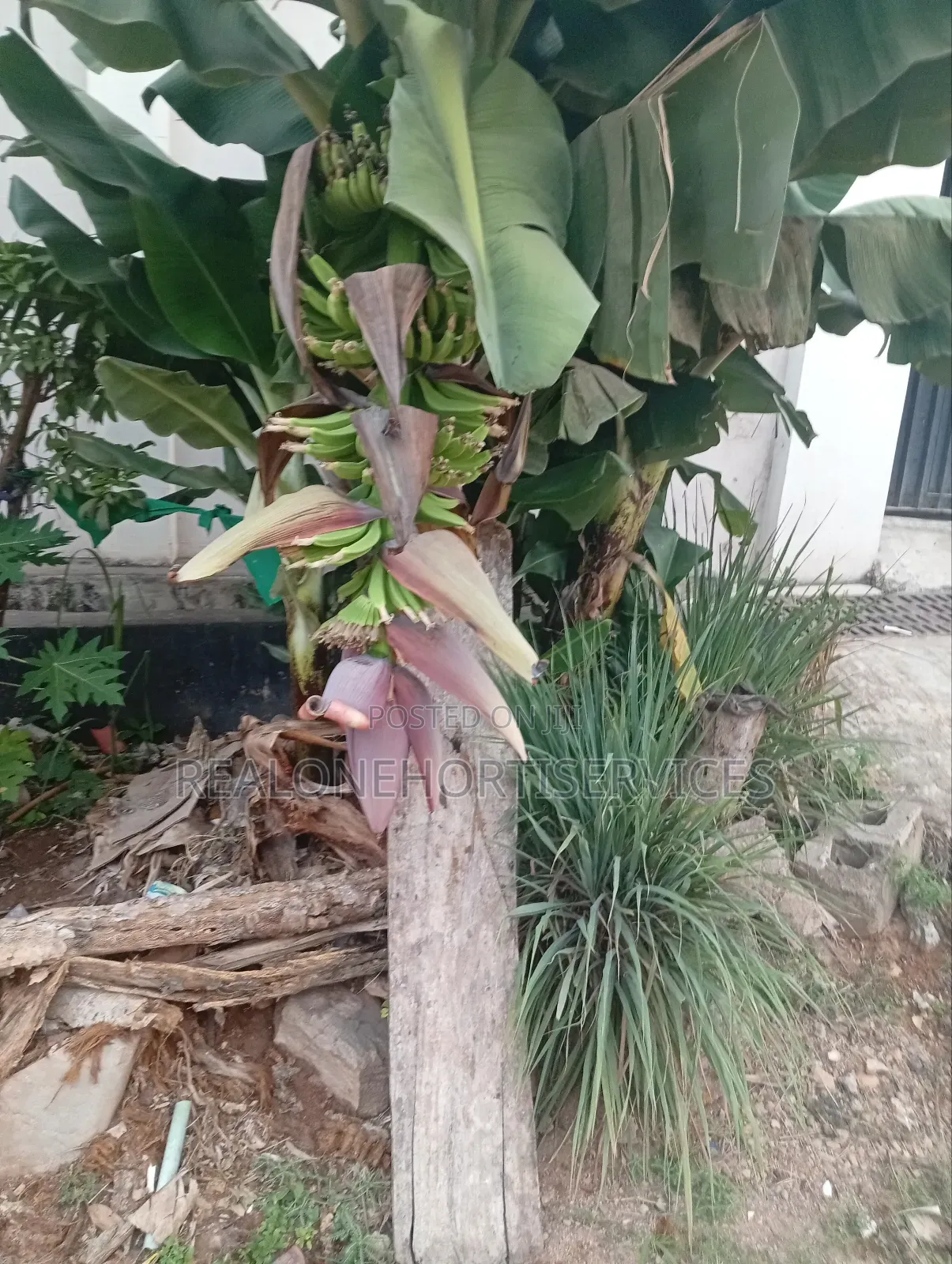 Buy, Plant Grow Your Own Lemon Grass With Our Viable Seedling