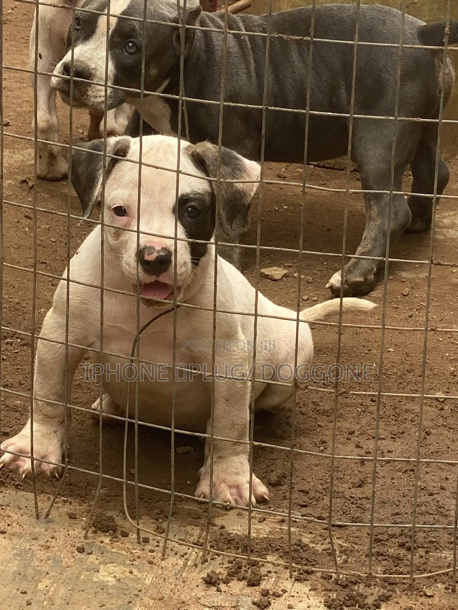 1-3 months Female Purebred Bulldog