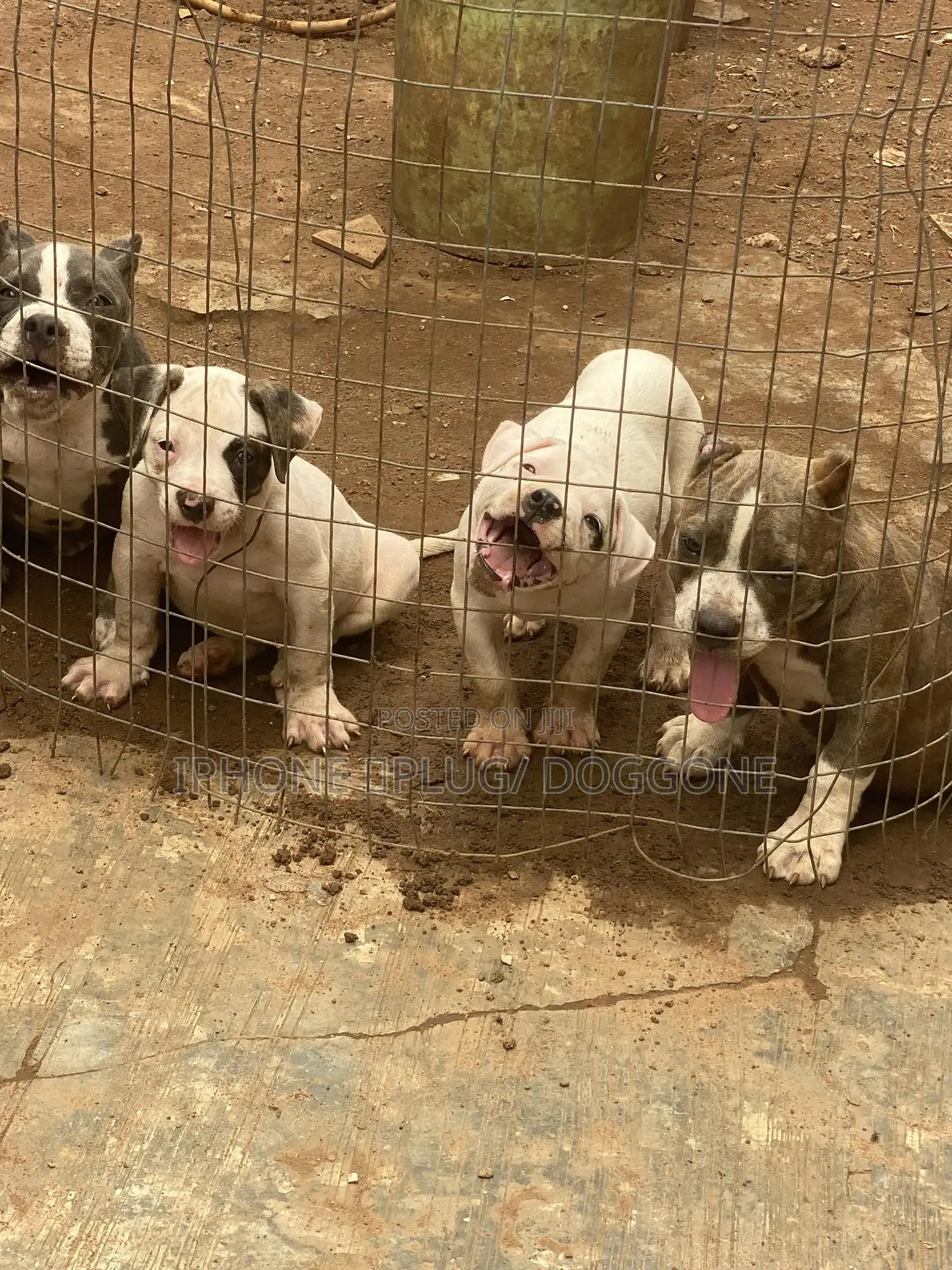 1-3 months Female Purebred Bulldog